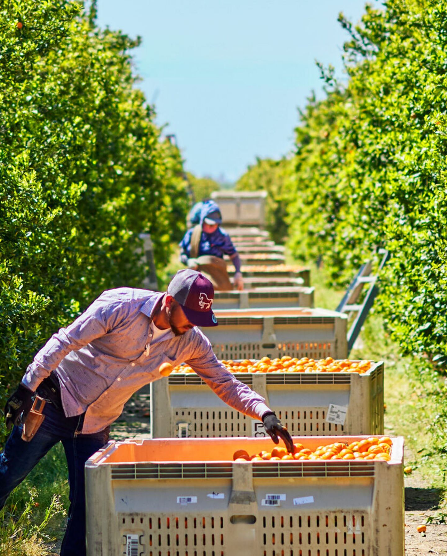 Peelz California Citrus trees with citrus in picking containers