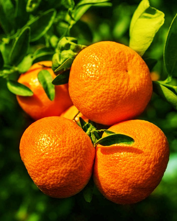 A citrus tree branch with three large oranges